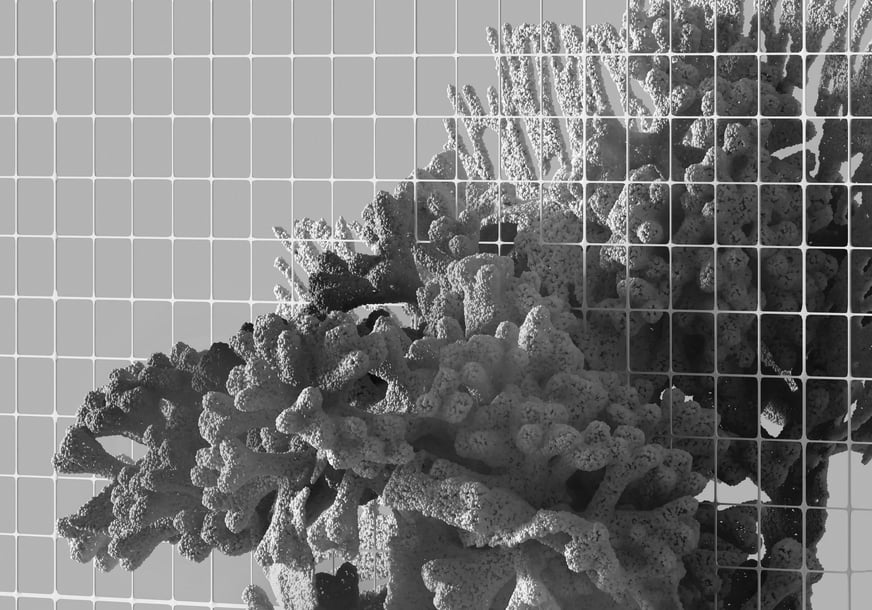 Ocean coral overlaid with a grid in black and white