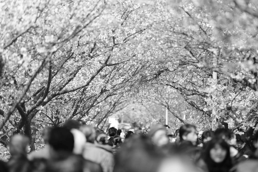 Large crowd of people under trees, black and white